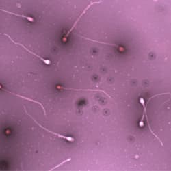 Vitality and staining — Color classification
